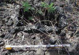 ancient Hawaiian above ground house oven