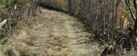 Portion of Hapa Trail