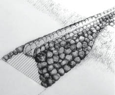 a drawing of a raised auwai, or aqueduct