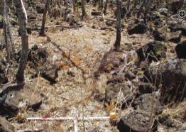 ancient remnants of an 'auwai